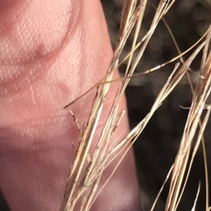 Austrostipa scabra at Red Hill, ACT - 22 May 2022 02:44 PM