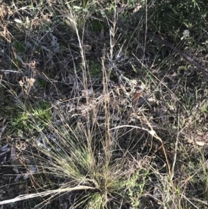 Austrostipa scabra at Red Hill, ACT - 22 May 2022 02:44 PM