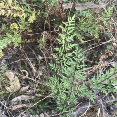 Cheilanthes sieberi subsp. sieberi (Mulga Rock Fern) at Federal Golf Course - 22 May 2022 by Tapirlord