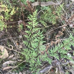 Cheilanthes sieberi subsp. sieberi at Red Hill, ACT - 22 May 2022 02:42 PM