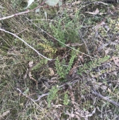 Cheilanthes sieberi subsp. sieberi at Red Hill, ACT - 22 May 2022