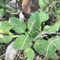 Cymbonotus sp. (preissianus or lawsonianus) at Red Hill, ACT - 22 May 2022