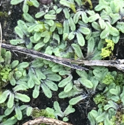 Riccia sp. (genus) (Liverwort) at Red Hill, ACT - 22 May 2022 by Tapirlord