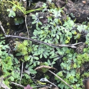 Riccia sp. (genus) at Red Hill, ACT - 22 May 2022