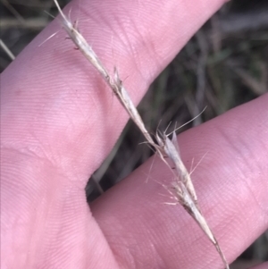 Rytidosperma pilosum at Garran, ACT - 22 May 2022