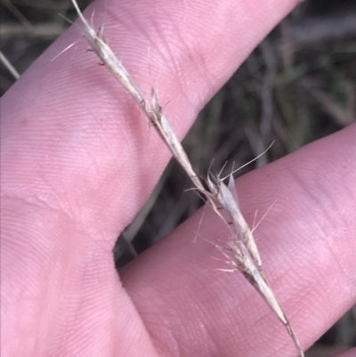 Rytidosperma pilosum (Smooth-flowered Wallaby Grass) at Red Hill to Yarralumla Creek - 22 May 2022 by Tapirlord