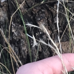 Rytidosperma pilosum at Garran, ACT - 22 May 2022