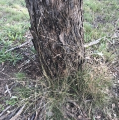 Rytidosperma pilosum at Garran, ACT - 22 May 2022 02:23 PM