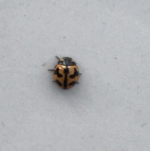 Coccinella transversalis at Belconnen, ACT - 21 May 2022