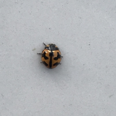 Coccinella transversalis (Transverse Ladybird) at Belconnen, ACT - 21 May 2022 by Tapirlord