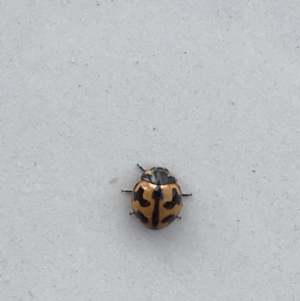 Coccinella transversalis at Belconnen, ACT - 21 May 2022