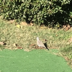 Ocyphaps lophotes (Crested Pigeon) at Phillip, ACT - 16 May 2022 by Tapirlord