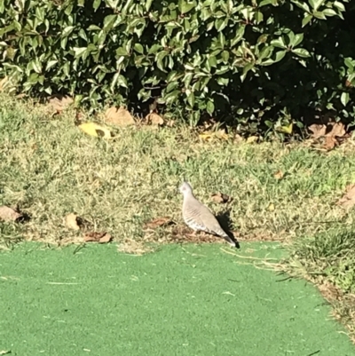 Ocyphaps lophotes (Crested Pigeon) at Phillip, ACT - 16 May 2022 by Tapirlord