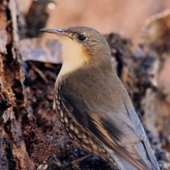 Cormobates leucophaea (White-throated Treecreeper) at Yackandandah, VIC - 19 Jun 2022 by KylieWaldon