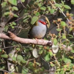 Neochmia temporalis (Red-browed Finch) at Yackandandah, VIC - 19 Jun 2022 by KylieWaldon