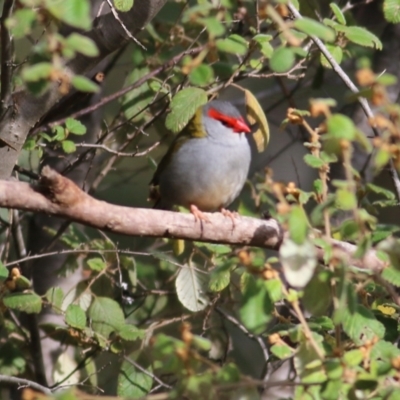 Neochmia temporalis (Red-browed Finch) at Yackandandah, VIC - 19 Jun 2022 by KylieWaldon