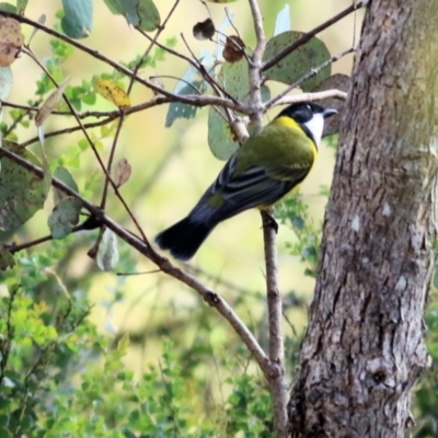 Pachycephala pectoralis (Golden Whistler) at Yackandandah, VIC - 19 Jun 2022 by KylieWaldon