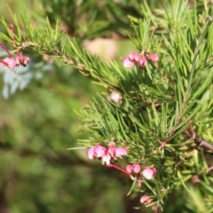 Grevillea lanigera (Woolly Grevillea) at Yackandandah, VIC - 19 Jun 2022 by KylieWaldon