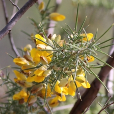 Unverified Pea at Yackandandah, VIC - 19 Jun 2022 by KylieWaldon