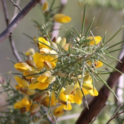 Unidentified Pea at Yackandandah, VIC - 19 Jun 2022 by KylieWaldon