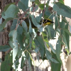 Lichenostomus melanops at Yackandandah, VIC - 19 Jun 2022