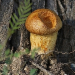 Unidentified Cap on a stem; pores below cap [boletes & stemmed polypores] at Yackandandah, VIC - 19 Jun 2022 by KylieWaldon