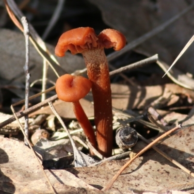 Unidentified Cap on a stem; gills below cap [mushrooms or mushroom-like] at Yackandandah, VIC - 19 Jun 2022 by KylieWaldon