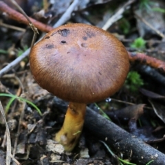 Unverified Cap on a stem; gills below cap [mushrooms or mushroom-like] at Yackandandah, VIC - 19 Jun 2022 by KylieWaldon