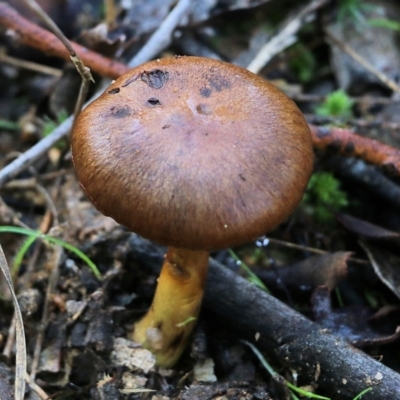 Unidentified Cap on a stem; gills below cap [mushrooms or mushroom-like] at Yackandandah, VIC - 19 Jun 2022 by KylieWaldon