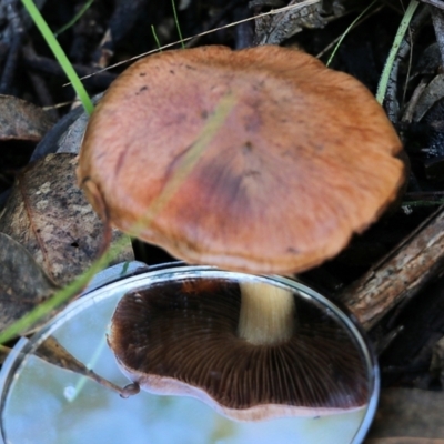 Unidentified Cap on a stem; gills below cap [mushrooms or mushroom-like] at Yackandandah, VIC - 19 Jun 2022 by KylieWaldon