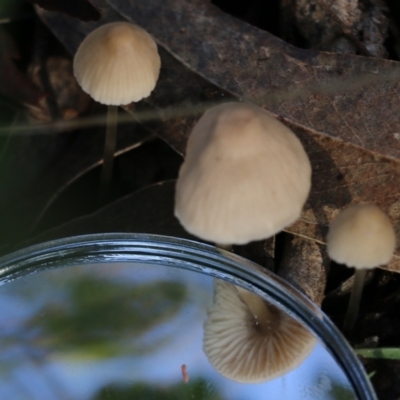 Unidentified Cap on a stem; gills below cap [mushrooms or mushroom-like] at Yackandandah, VIC - 19 Jun 2022 by KylieWaldon