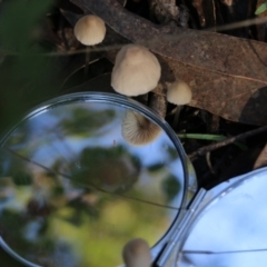 Mycena sp. at Yackandandah, VIC - 19 Jun 2022