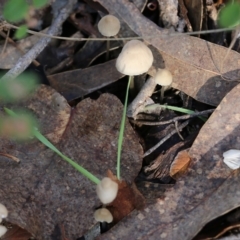 Mycena sp. (genus) at Yackandandah, VIC - 19 Jun 2022 11:02 AM