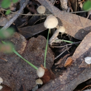 Mycena sp. at Yackandandah, VIC - 19 Jun 2022 11:02 AM