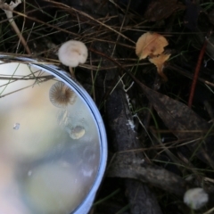 Mycena sp. (Mycena) at Yackandandah, VIC - 19 Jun 2022 by KylieWaldon