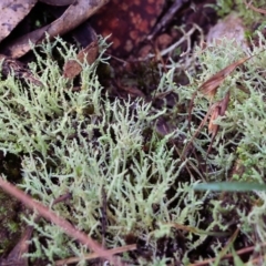 Unidentified Lichen at Yackandandah, VIC - 19 Jun 2022 by KylieWaldon