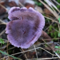 Unidentified Cap on a stem; gills below cap [mushrooms or mushroom-like] at Yackandandah, VIC - 19 Jun 2022 by KylieWaldon