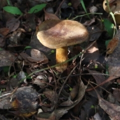 Unverified Cap on a stem; pores below cap [boletes & stemmed polypores] at Yackandandah, VIC - 19 Jun 2022 by KylieWaldon