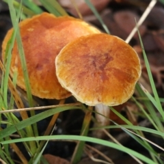 Unverified Cap on a stem; gills below cap [mushrooms or mushroom-like] at Yackandandah, VIC - 19 Jun 2022 by KylieWaldon