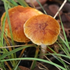 Unidentified Cap on a stem; gills below cap [mushrooms or mushroom-like] at Yackandandah, VIC - 19 Jun 2022 by KylieWaldon