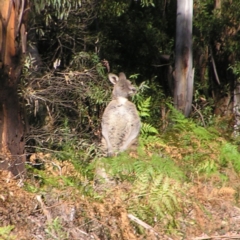 Macropus giganteus (Eastern Grey Kangaroo) at Lower Cotter Catchment - 18 Jun 2022 by MatthewFrawley