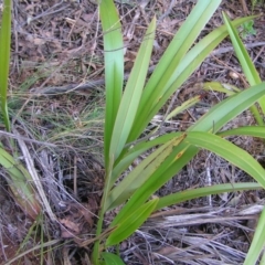 Dianella tasmanica (Tasman Flax Lily) at Brindabella National Park - 18 Jun 2022 by MatthewFrawley