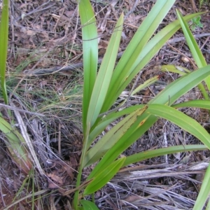 Dianella tasmanica at Uriarra, NSW - 18 Jun 2022 03:28 PM