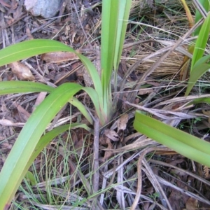 Dianella tasmanica at Uriarra, NSW - 18 Jun 2022 03:28 PM