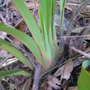 Dianella tasmanica at Uriarra, NSW - 18 Jun 2022 03:28 PM