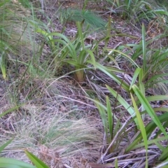 Dianella tasmanica at Uriarra, NSW - 18 Jun 2022 03:28 PM