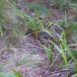 Dianella tasmanica at Uriarra, NSW - 18 Jun 2022 03:28 PM