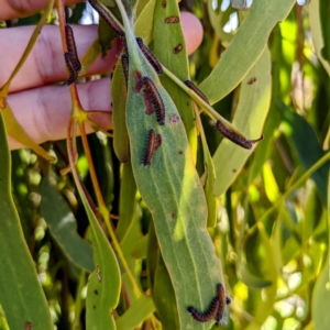 Delias harpalyce at Stromlo, ACT - suppressed