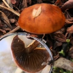 Unidentified Cap on a stem; gills below cap [mushrooms or mushroom-like] at Yackandandah, VIC - 19 Jun 2022 by KylieWaldon