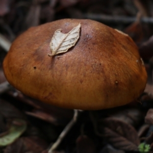 zz agaric (stem; gills not white/cream) at Yackandandah, VIC - 19 Jun 2022